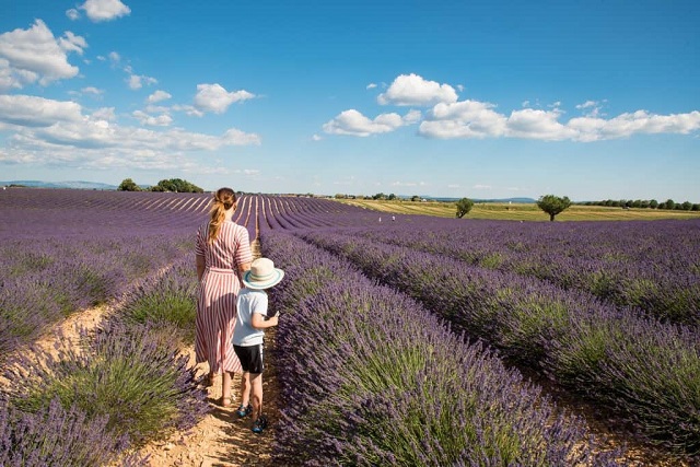 Beautiful Summer Lavender fields in Provence on Valensole plateau. One of our one-day excursion with visit to lavender shops